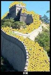 港澳低价旅行团,低价旅行团不买东西直接走