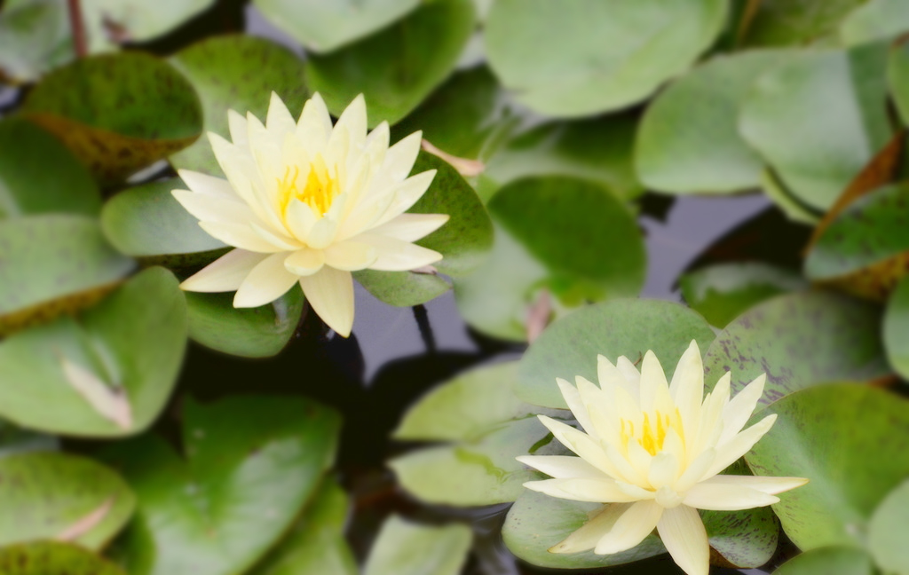 二泉听曲，寄畅游园——《水墨江南篇》