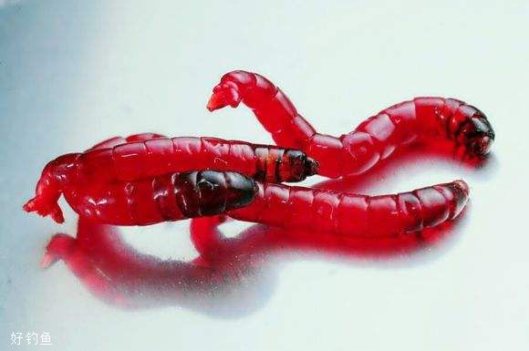 红虫颗粒钓鱼技巧,钓鱼红虫饵用法