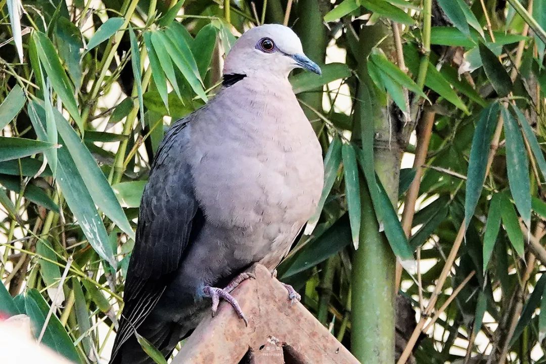 坦桑尼亚最值得去的地方,海外之旅坦桑尼亚