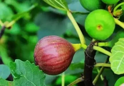 心动南充,四川无花果成熟