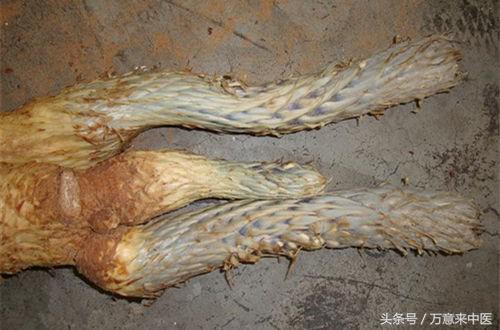 沙漠人参肉苁蓉什么季节有,沙漠人参肉苁蓉的做法