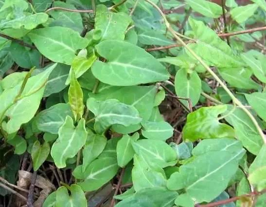 南阳人还去什么医院?你脚底下就是药房!