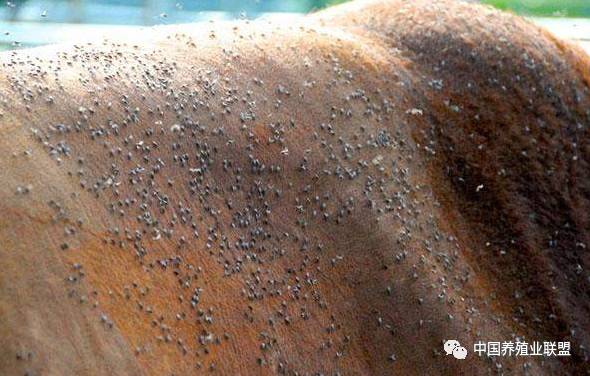 养殖苍蝇神器,养殖场苍蝇诱捕神器