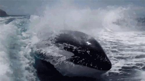 像海参又像虫子的东西是什么,像海参的虫子是什么