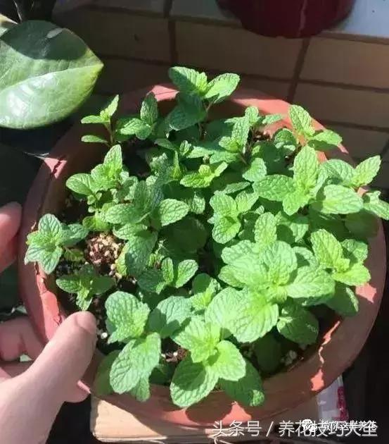 入睡困难也容易醒吃什么助眠药,入睡困难惊醒吃什么助睡眠的药好