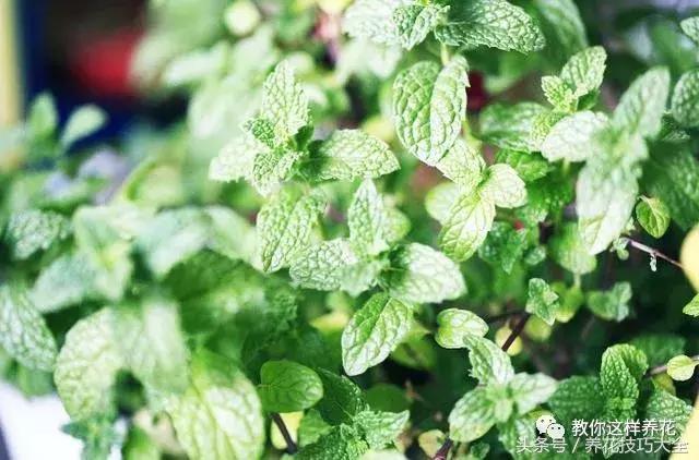 入睡困难也容易醒吃什么助眠药,入睡困难惊醒吃什么助睡眠的药好