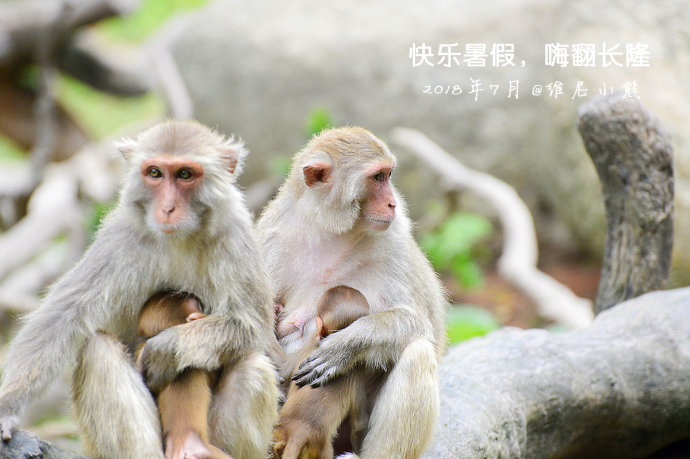 暑假珠海长隆最全游玩攻略,珠海长隆海洋王国暑假门票多少钱