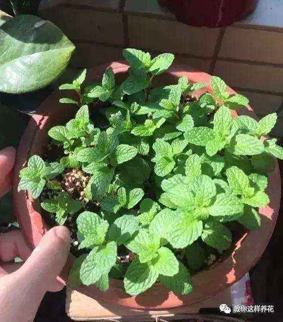 有利于提高晚上的睡眠质量的绿植,睡眠不好养什么花帮助睡眠