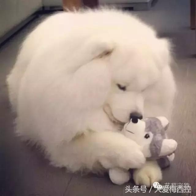 萨摩耶和阿拉斯加哪个更适合新手,萨摩耶新手入门篇