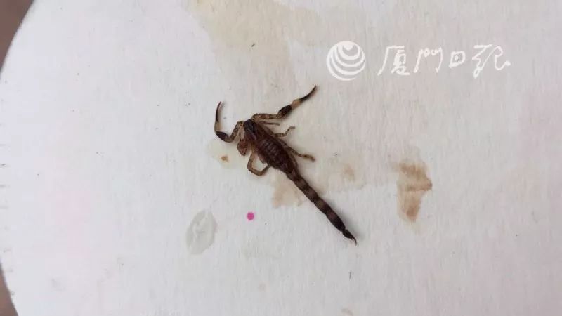 吓晕！厦门一女子吃山竹被毒虫蜇了！专家：是只“纳凉”的蝎子