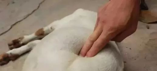 羊吃多了肚子胀气拉稀怎么治疗,羊吃饲料太多胀气怎么解决