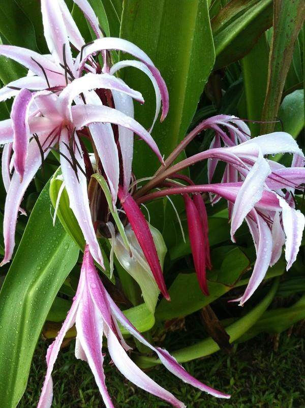 大宝二宝三亚游,三亚三妈游玩攻略