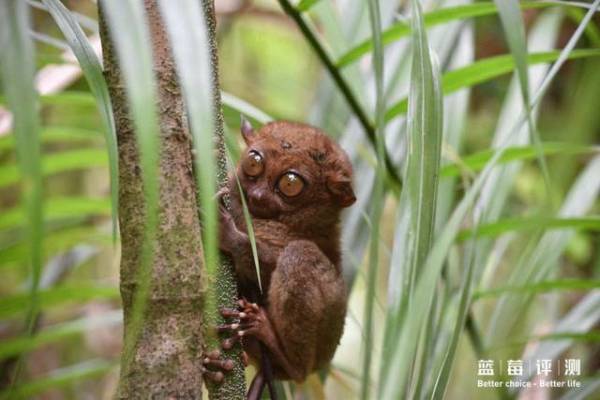 蓝莓评测美国蓝莓,蓝莓评测