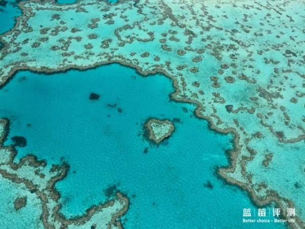 蓝莓评测美国蓝莓,蓝莓评测