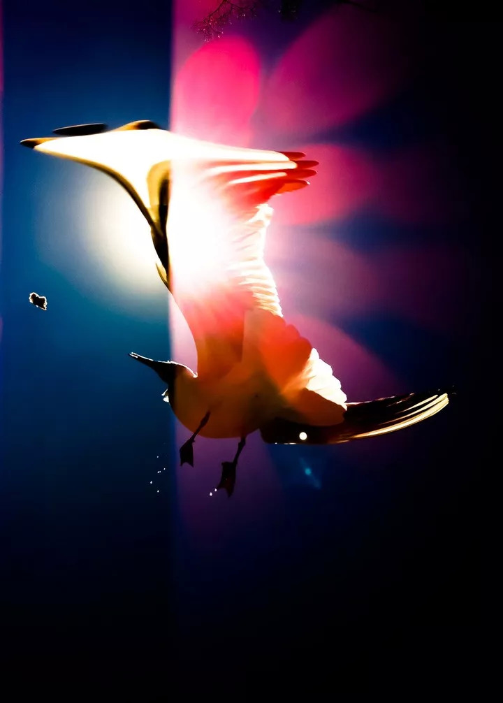 云南奇葩,云南奇葩视频