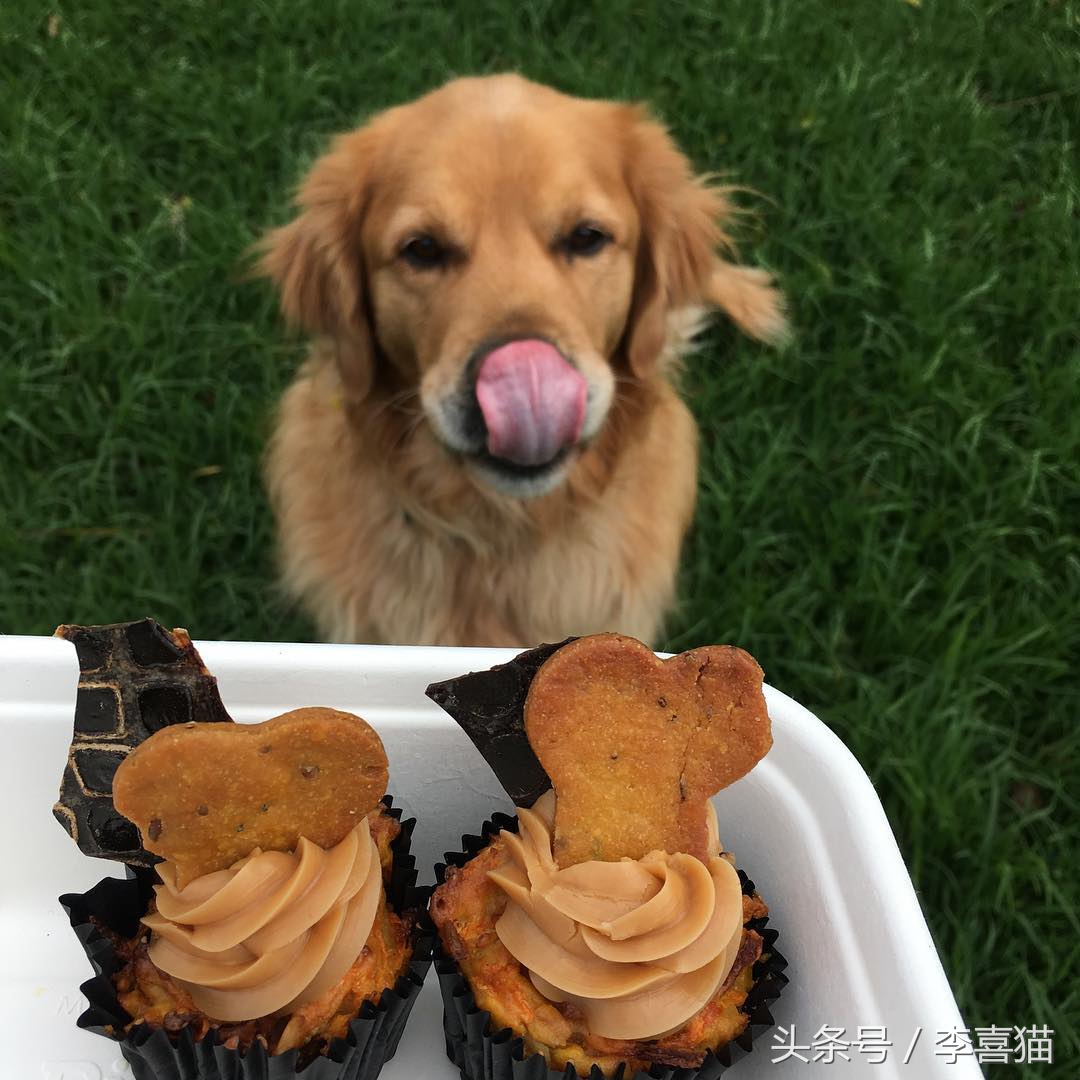 养金毛有什么要注意的,养金毛需要注意这些