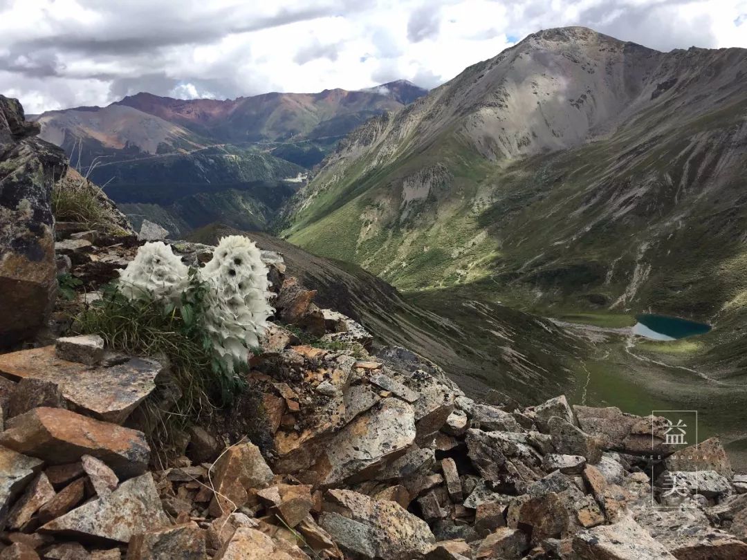 「昨日推文」哭泣的雪兔子，已经被人类挖到濒临灭绝！请高抬贵手放过它们吧！
