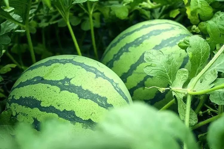 立秋暑去凉来一叶知秋,立秋暑气渐敛一叶知秋