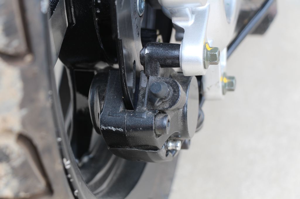 高颜值蚂蚱,漂亮巨型蚂蚱