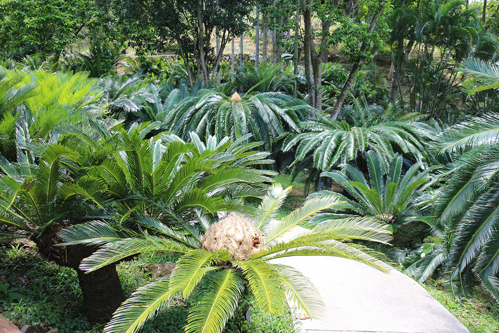 铁树植物园,铁树开花是很奇特的景色