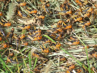 蝗虫养殖项目市场分析,广西蝗虫养殖前景
