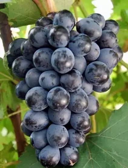 葡萄现在有什么新品种产量高,2019年鲜食葡萄新品种分析