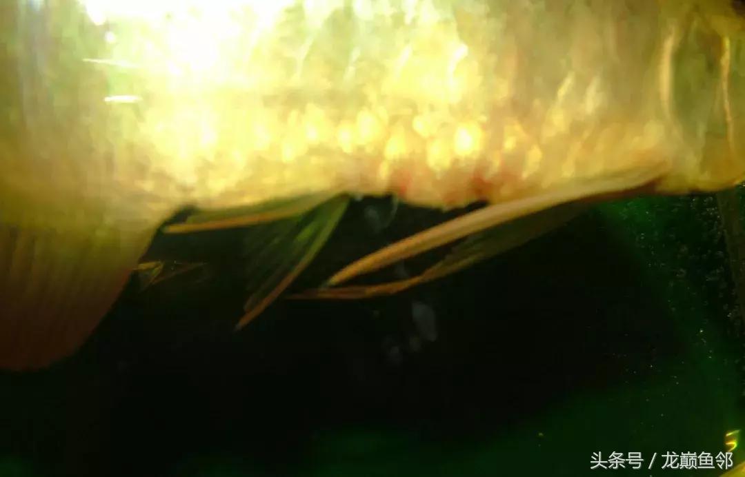 龙鱼失漂用什么药,龙鱼撞缸失鳔能自愈吗