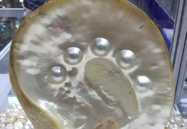 珍珠基础问答,小火说电影全集