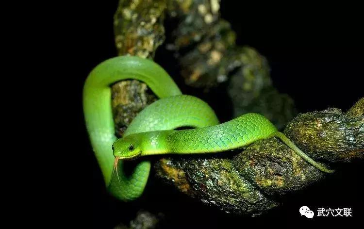 与蛇同游,和蛇相遇的视频