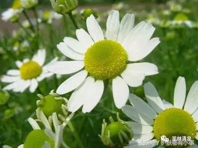 德妃紫苏水中的成分,德妃紫苏水乳到底是保湿还是控油