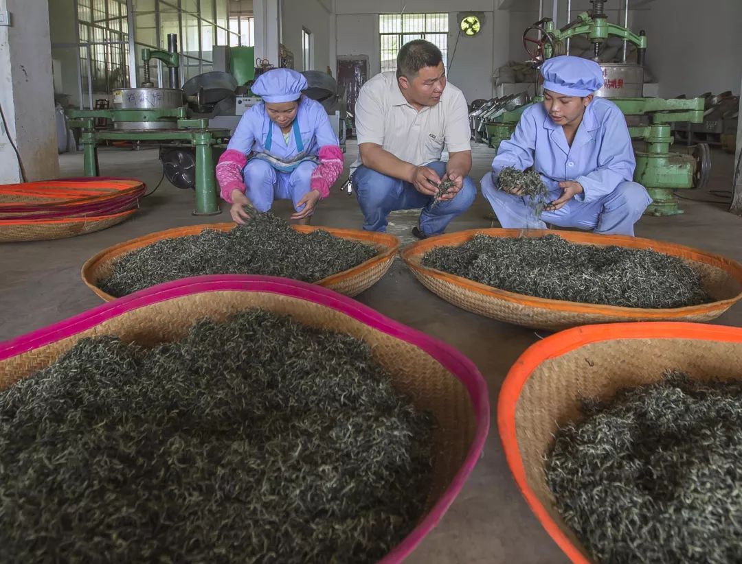 「创富人物」凌云茶乡“领头阳”的人善茶方纯