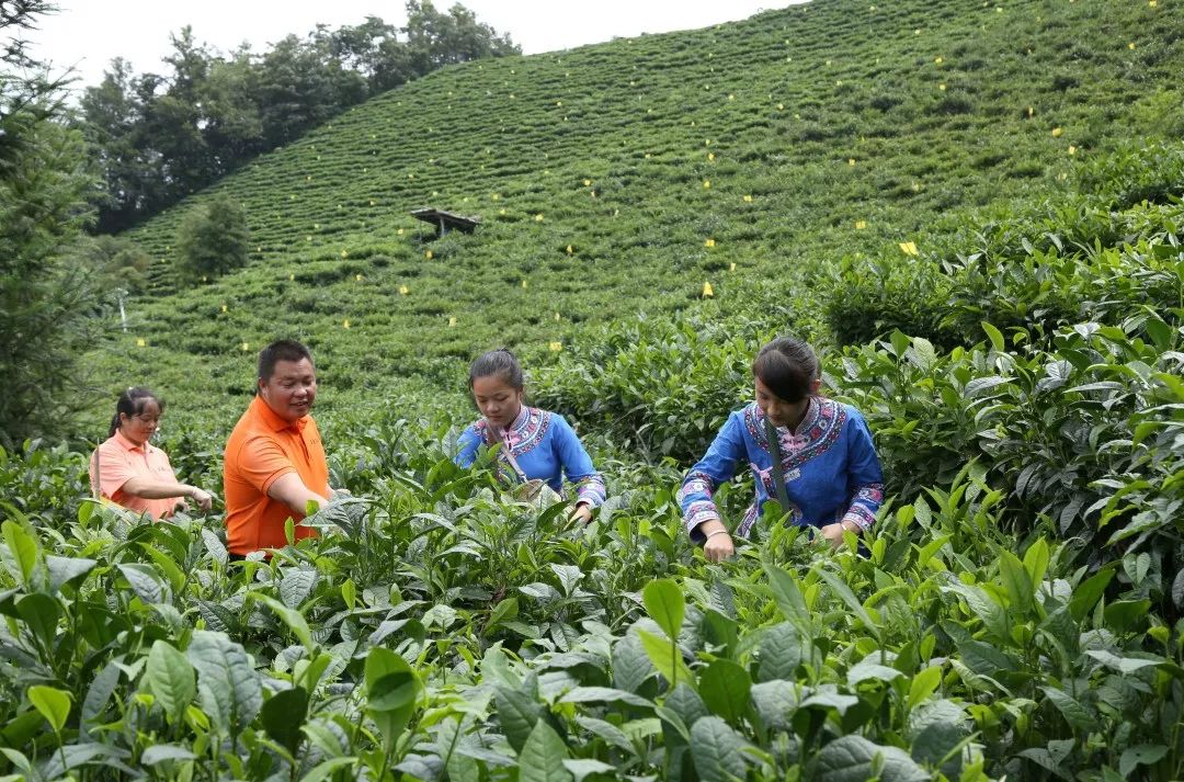 「创富人物」凌云茶乡“领头阳”的人善茶方纯