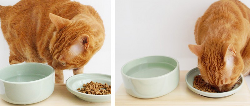 新手铲屎官如何讨好猫咪,铲屎官怎么讨猫咪喜欢