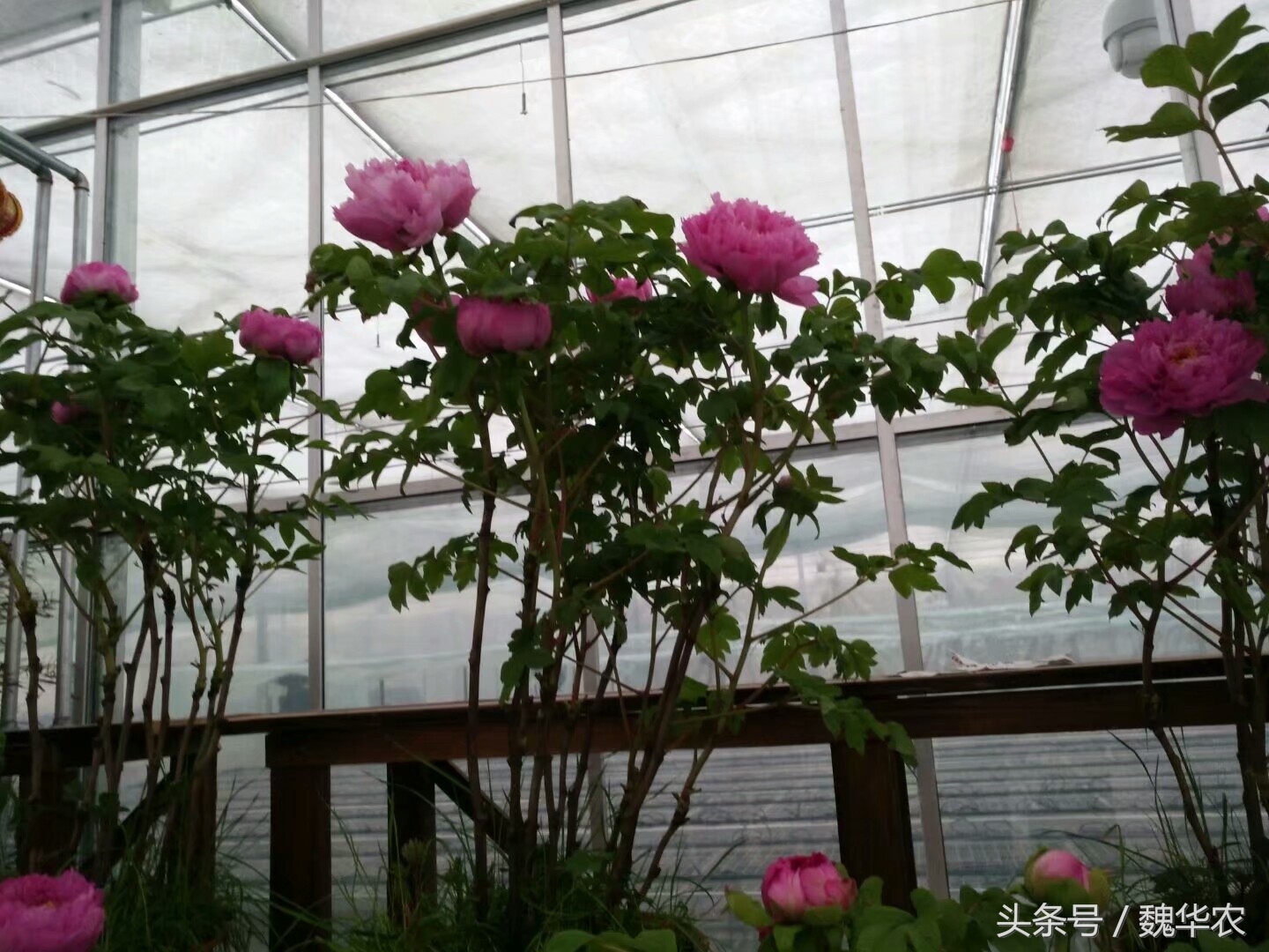 牡丹的部分枝条枯萎其余的没问题,牡丹黄叶枯萎求解决办法