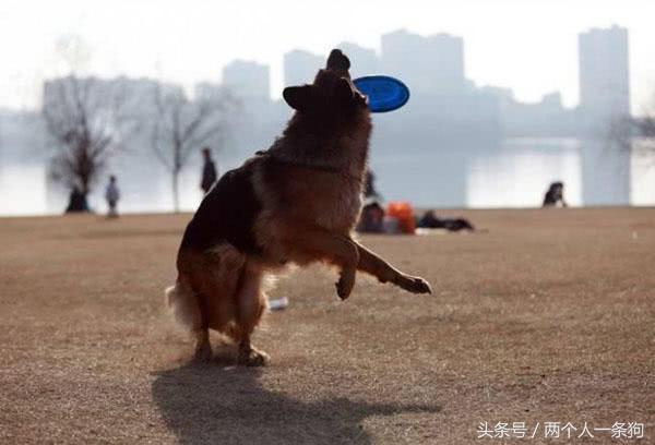 铲屎官接泰迪到宠物店洗澡,给宠物洗澡的手法