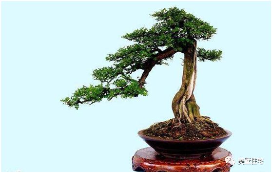 客厅摆放什么招财运比较好,家中客厅财位摆什么最旺财