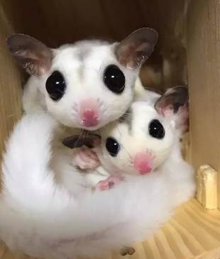 最玻璃心的宠物界新秀——蜜袋鼯玻璃心?爱自杀?