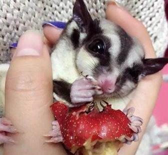 最玻璃心的宠物界新秀——蜜袋鼯玻璃心?爱自杀?