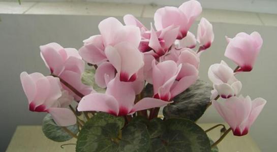 仙客来花茎发蔫弯下来叶子发黄,仙客来叶子发黄原因及解决方法