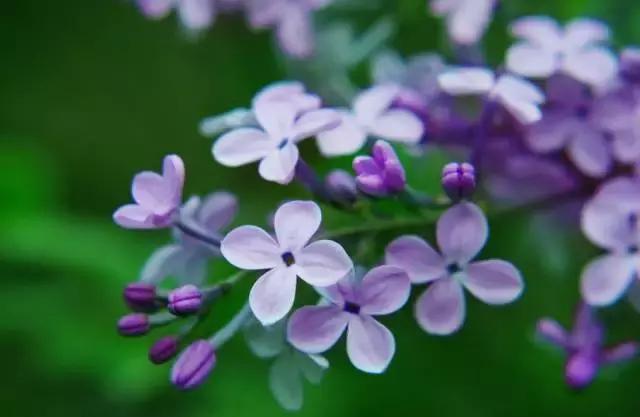 全国31省会城市的市花,全国56个市市花