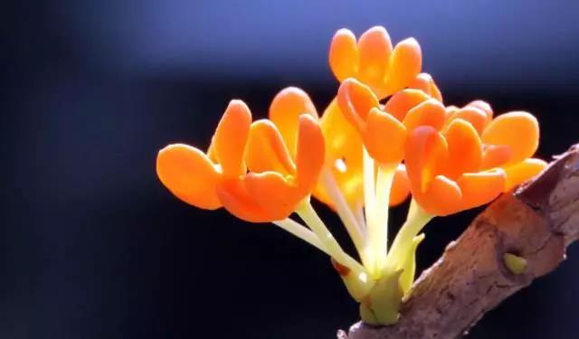 全国31省会城市的市花,全国56个市市花