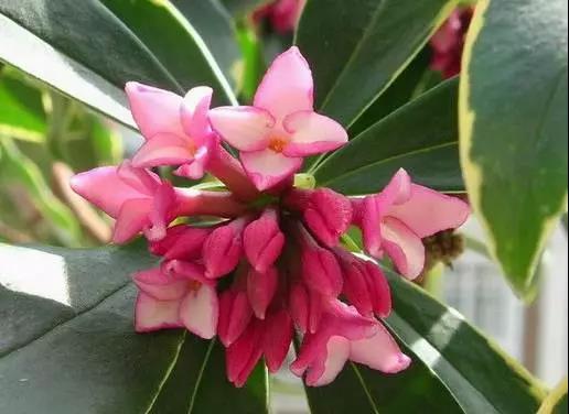 全国31省会城市的市花,全国56个市市花