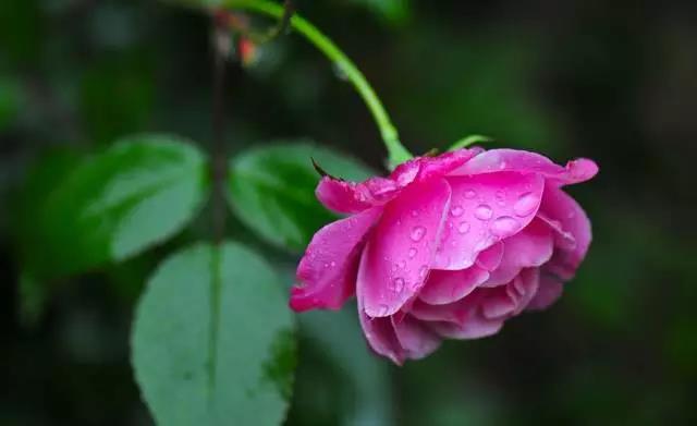 全国31省会城市的市花,全国56个市市花