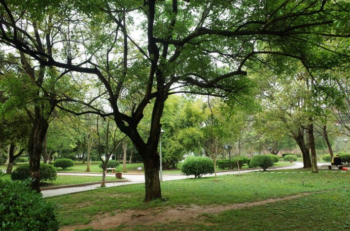 枫杨种子飞行,枫杨创作的原声