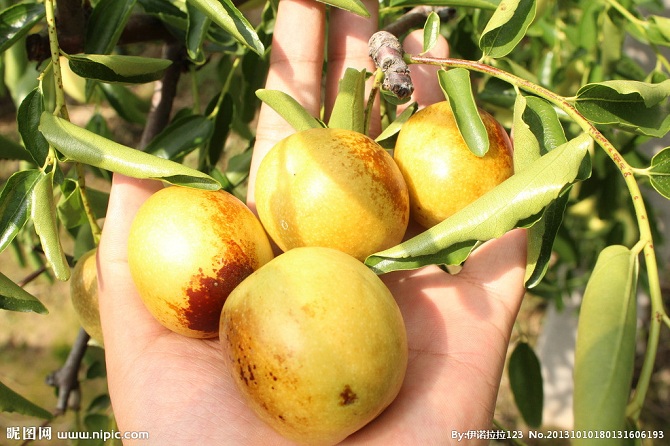 百果之王之首,沾化王福田冬枣