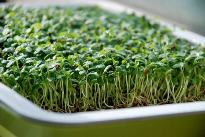 阳台种菜教程书,在家阳台种菜一年四季能种的菜