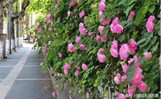 庭院藤本月季造型,如何打造爬藤月季花墙