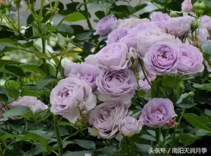 庭院藤本月季造型,如何打造爬藤月季花墙