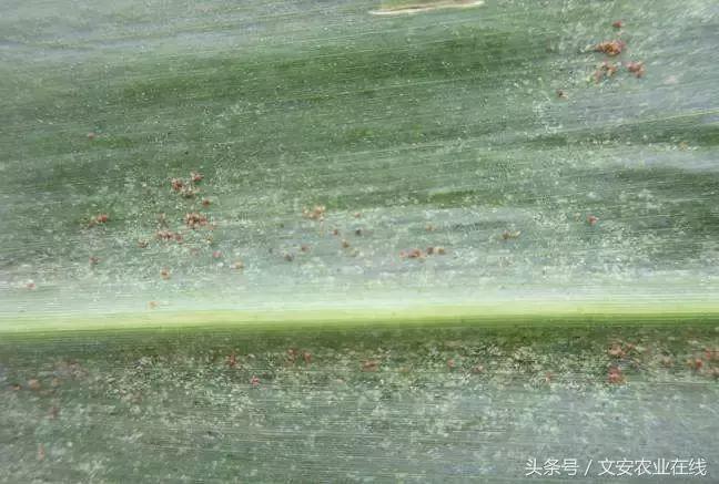 玉米什么时间防治害虫,玉米六月份防治什么病虫害